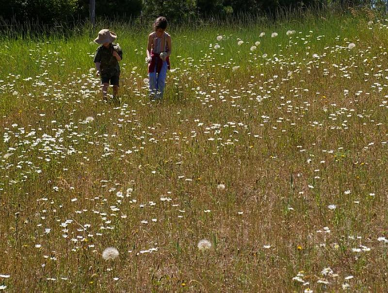 jamie cara blossoms.jpg